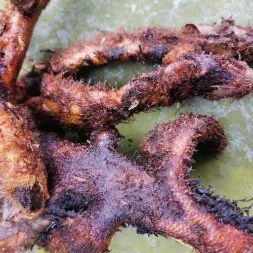 野生骨碎补散装鲜活食用爬岩姜猴姜煲汤泡酒新鲜原生中草药材 鲜