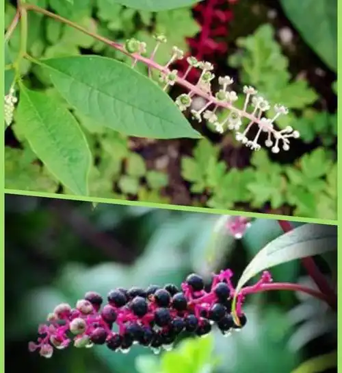 未经处理的"土人参"不可乱吃