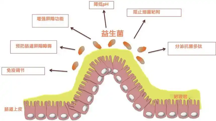 看后惊呆:灭活益生菌,也是你的小精灵