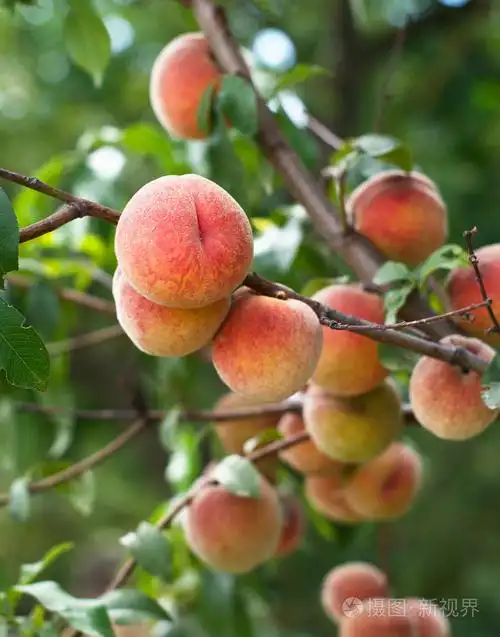 树上的桃子