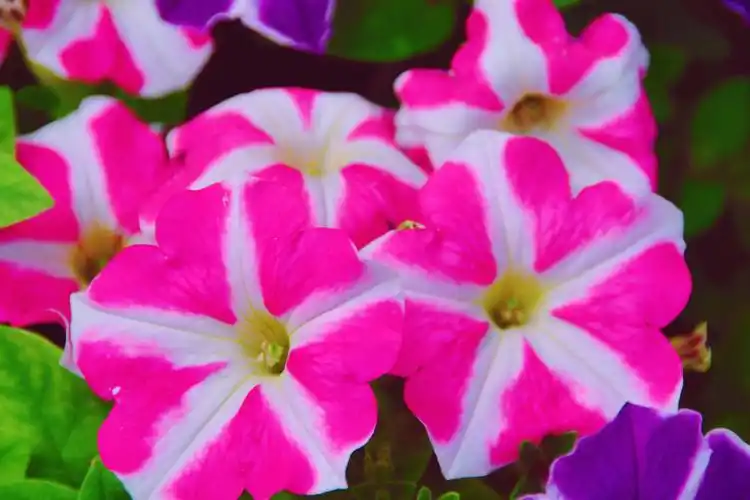 矮牵牛花色彩鲜艳原创拍摄