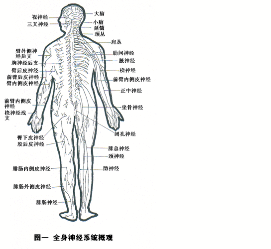 第十七节神经炁脉 - huqyu12345 - huqyu12345的博客