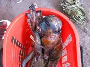 血腥慎入!非洲人杀猴吃猴肉残忍场面