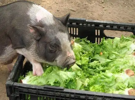 猪拱白菜,猪拱白菜动态图表情包