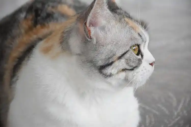 拍到一张猫咪的侧面,感觉这张脸像是带了一个面具一样,花色自然而且