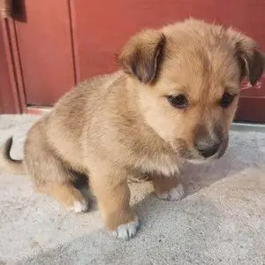 中华田园犬家养串串土狗小笨狗看家活体狗宠物幼犬混血小型中幼犬