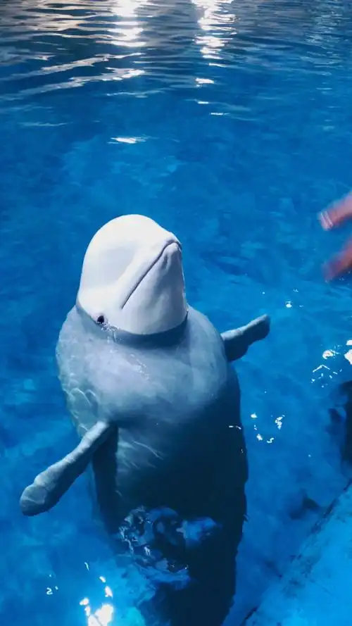 我们可爱的大白鲸 祝大家新年快乐