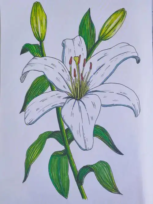 百合花马克笔手绘线描