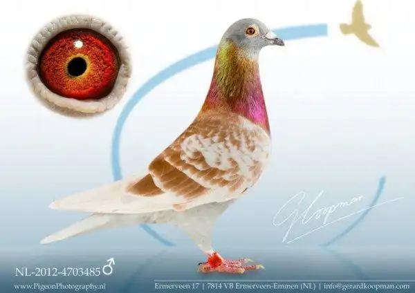 考夫曼的神奇种鸽:红色布伦斯-信鸽资讯-中国信鸽信息网