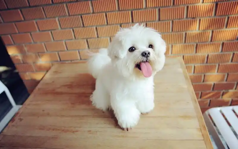 狗,汪星人,可爱,萌,呆萌,吐舌头,开心,afklsung,萌宠狗壁纸图片