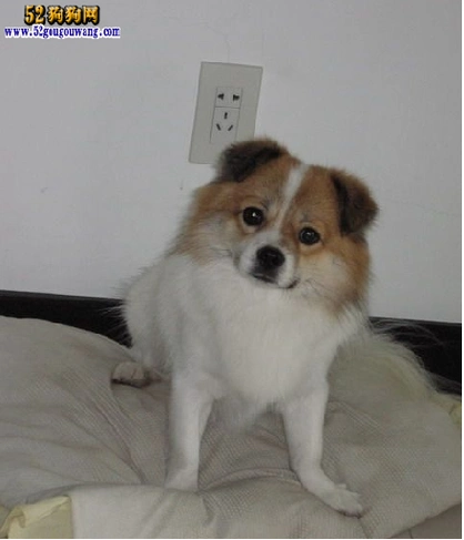 蝴蝶犬杂交柯基