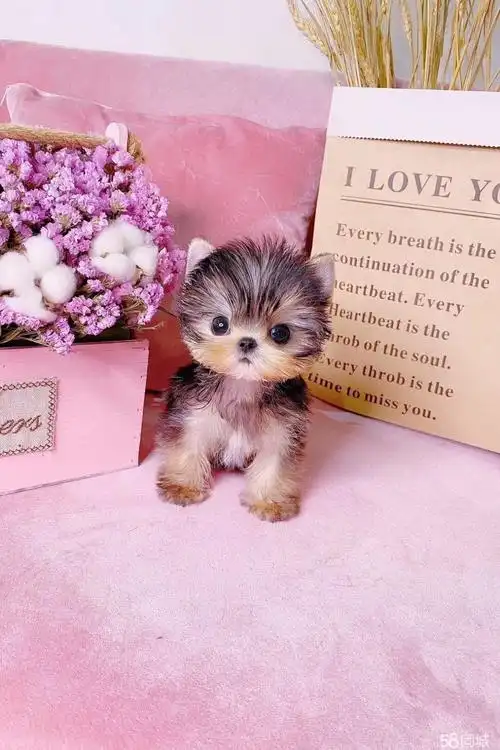 出售约克夏幼犬纯种小型活体约克夏梗家养茶杯体约克夏 - 2000元