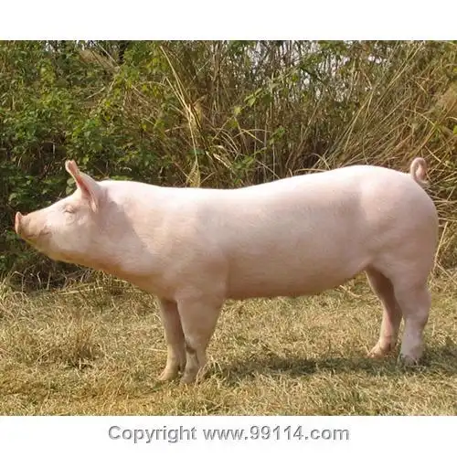 大约克夏猪(瘦肉型)