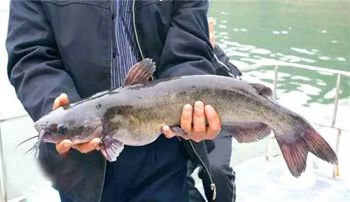 鮰鱼分布于中国东部的辽河,淮河,长江,闽江至珠江等水系及朝鲜西部,以