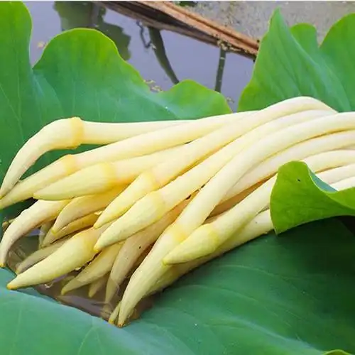 现摘藕带炒什么好吃(今夏的藕带你尝过了没)(5)