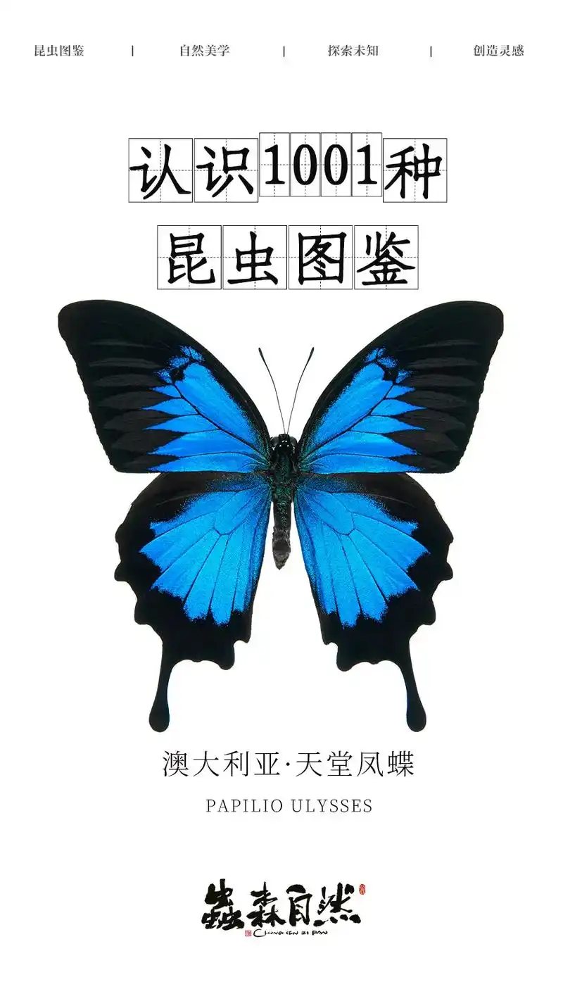 天堂凤蝶|蝴蝶科普图鉴|一只很爱深蓝精灵.95  昆 虫 简 - 抖音