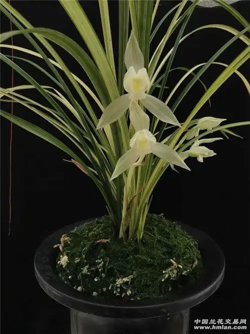 瑞雪-莲瓣篇-中国兰花交易网社区