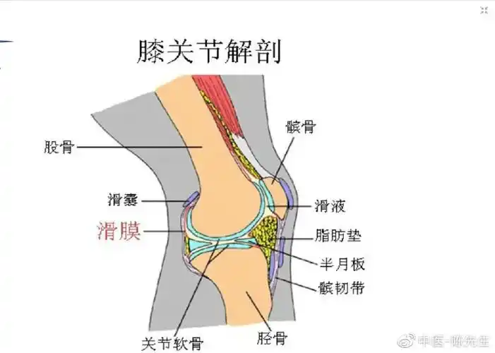 膝关节滑囊的影像解剖