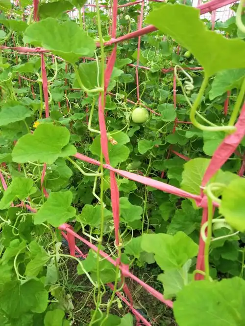 我的大棚吊蔓香瓜