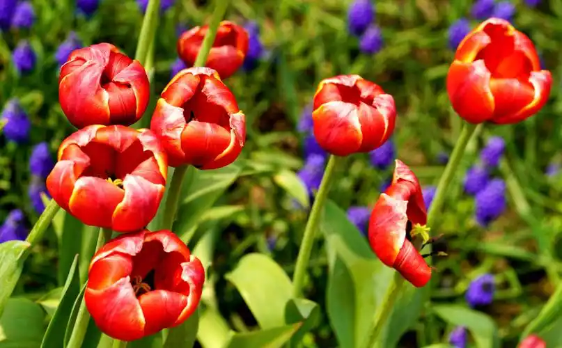 美丽的郁金香,绽放在阳光灿烂的春天,装扮着五彩缤纷的公园!