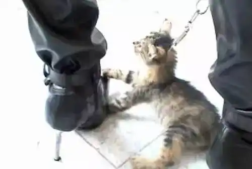 更无人承担相应责任 而这直接成为 普通动物恶梦悲剧的根源 2005年