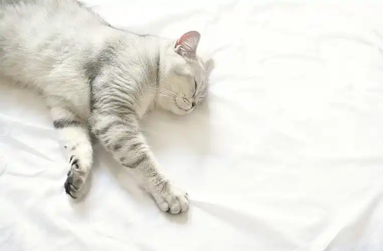 可爱的小猫在睡觉