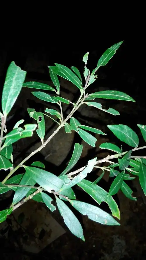 发布于2014-12-26 18:47   最佳答案 中文学名:柳树[liǔ shù] 蓝