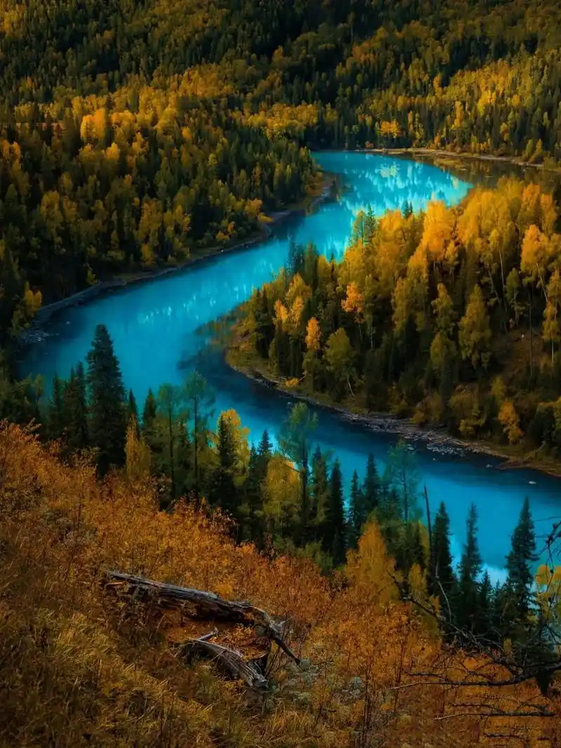 秋天‖ 里就变成了金色童话世界——喀纳斯.