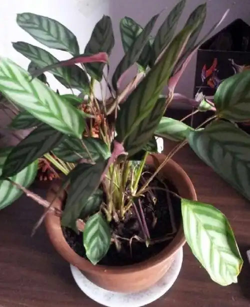 飞羽竹芋这花怎么了 在长新叶子 但有的叶子黄了·还有卷的 不怎么照