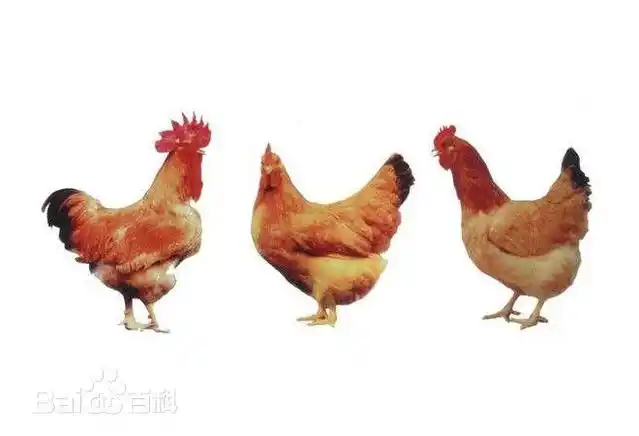 国内有哪些黄羽肉鸡品种?