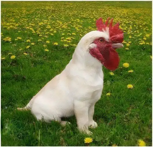 搞笑大公鸡