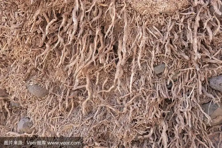 棕榈树裸露的根系