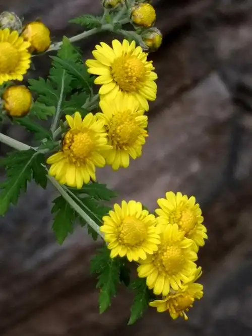 山菊花,范中生 图/文