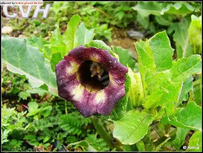 山莨菪anisodus tanguticus (maxinowicz) pascher