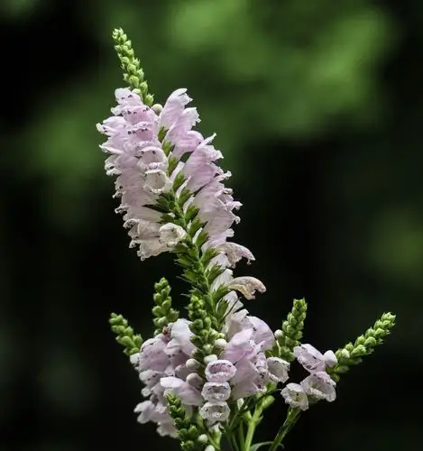 (这草名为"随意草",开花名叫"龙头花")