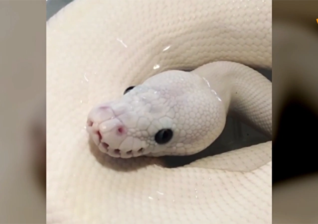 白蟒水下吹泡泡