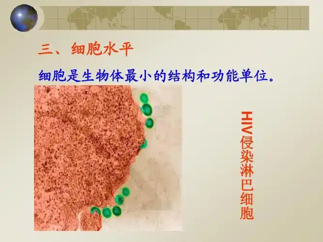 1人体构成及食物消化吸收ppt