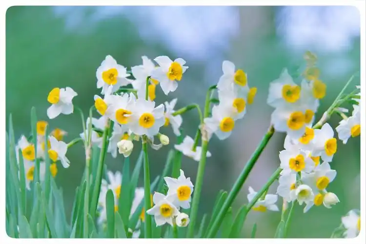 传说故事:关于水仙花的美丽传说你知道吗?