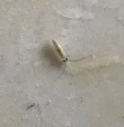 床板上这种灰白色的小虫叫什么