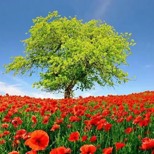 适合永久做头像的风景图片这些风景图片太美了