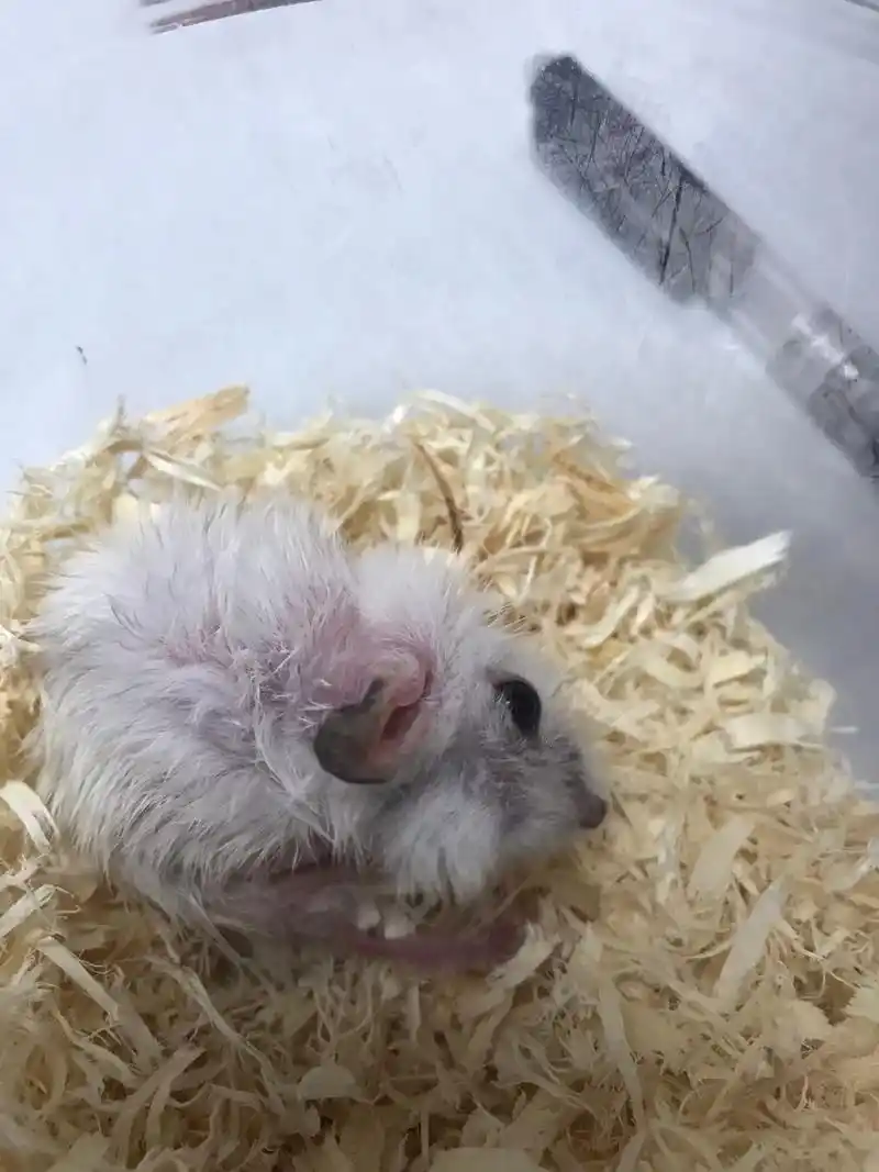 仓鼠皮肤病 #仓鼠日常 ,#宠物医生的日常 - 抖音