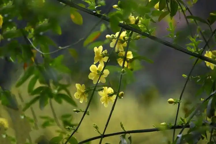 春天的使者～迎春花【原创】