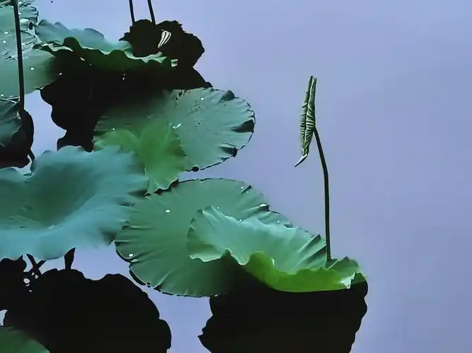 小荷尖尖手机拍摄于重庆龙头寺公园