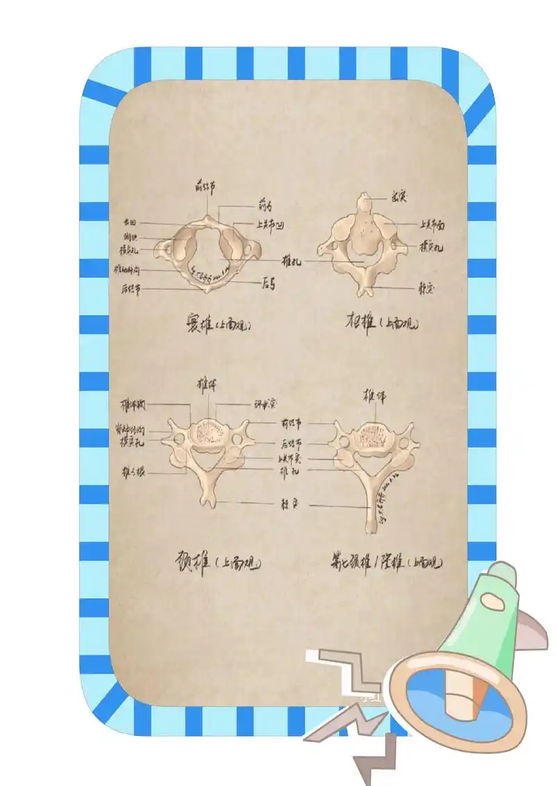 【医学影像解剖学】颈椎,胸椎,腰椎.【医学影像解剖学】颈椎, - 抖音