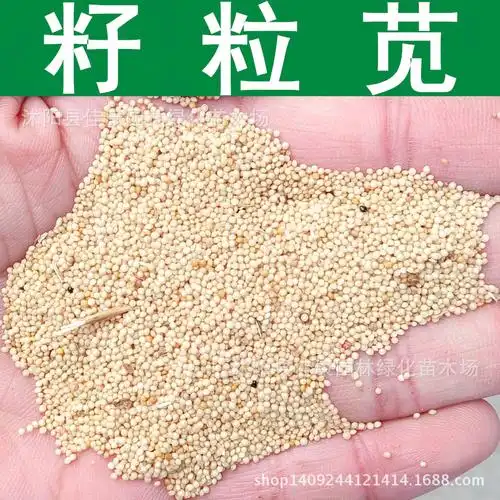 牧草种子 籽粒苋种子 千穗谷 籽粒苋草籽 1件=1斤-阿里巴巴
