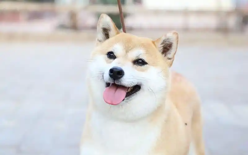 【柴犬】有一种狗狗,名字里带着财富——"旺财"