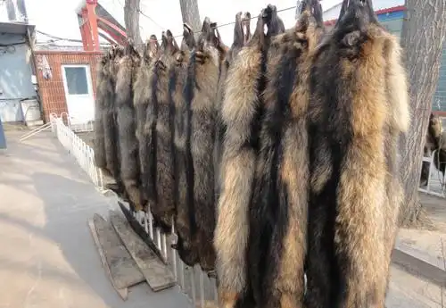特种动物皮毛 狐貉貂皮毛 狐皮 貂皮 貉皮 乐亭皮毛