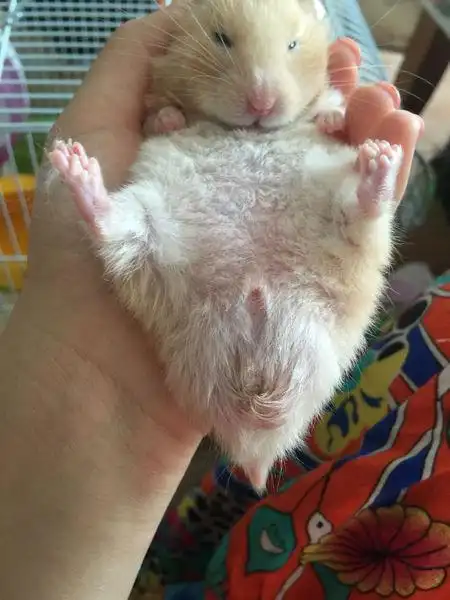 我家金丝熊这样是湿尾么?应该怎么做