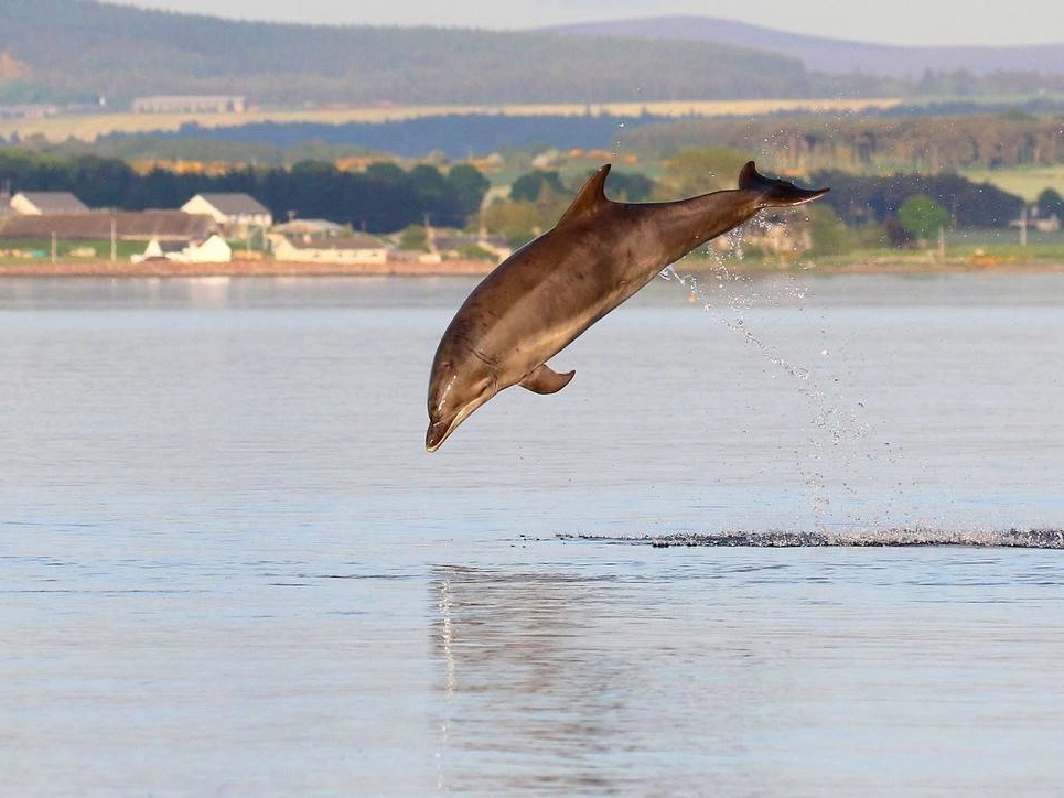 英国海豚宝宝跳出水面 表演精彩绝活萌萌哒