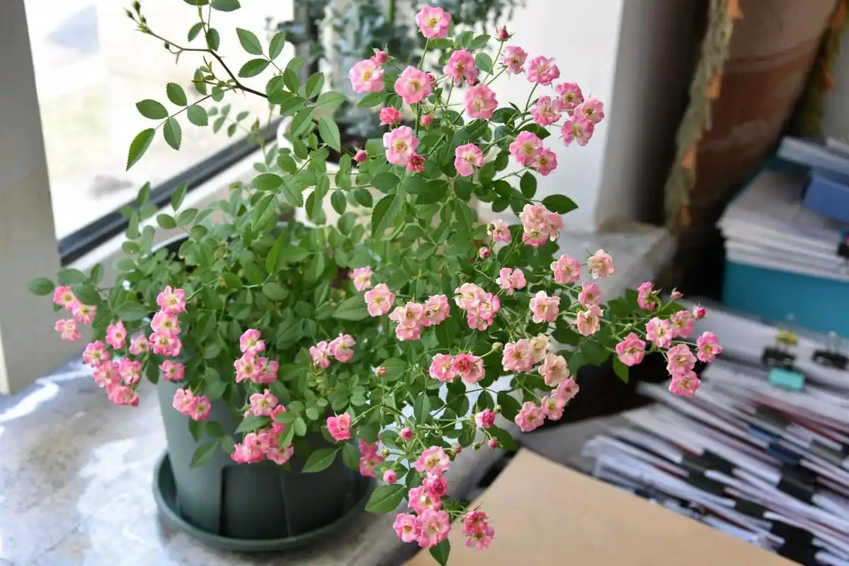 世界最小月季,植株低矮小巧,花开一整年,超级好养,很值得拥有